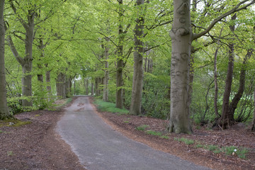 Spring trees with green spring leaves, small road. Backgrounds
