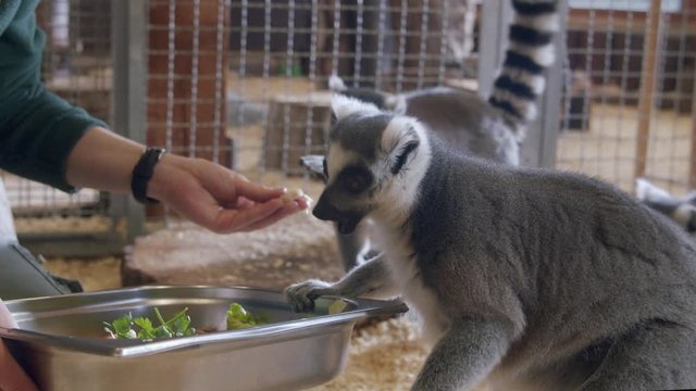 Lemur Eating Fruit in the ZOO