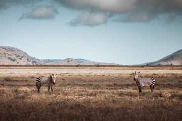 Fototapeta na wymiar two zebra's standing in a field