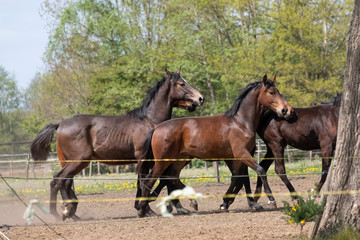 A herd of young stallions go to pasture for the first time on a sunny spring day. Blue sky. Galloping dressage and jumping horse stallions in a meadow. Breeding horses