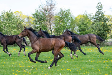 A herd of young stallions go to pasture for the first time on a sunny spring day. Blue sky. Galloping dressage and jumping horse stallions in a meadow. Breeding horses