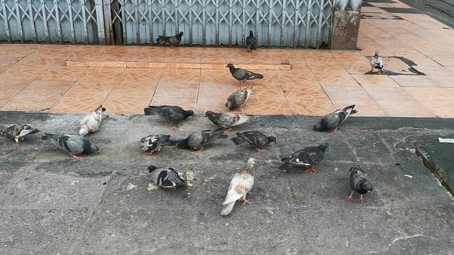 Many birds are eating street food