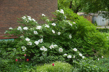Fototapeta premium Full length view of flowering white Paeonia rockii bush in May