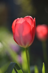 Blühende Tulpe (Tulipa)