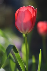 Naklejka premium Blühende Tulpe (Tulipa)