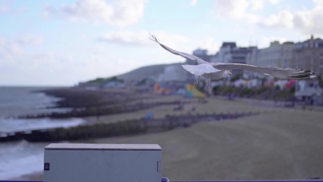 Seagull at a dock looking and flying away in slow motion on a sunny day slow motion.