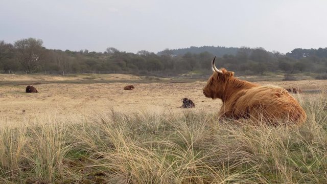 Static shot of bizon resting with big horns on the sand in the dunes.