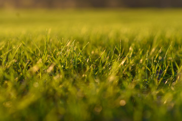 green grass in the wind