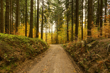 Autumn forest scenery with road of fall leaves & warm light illumining the gold foliage. Footpath in scene autumn forest nature. Vivid october day in colorful forest, maple autumn trees road fall way