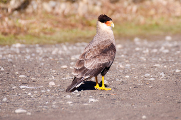 El carancho, caricari, caracara moñudo, carcaña,