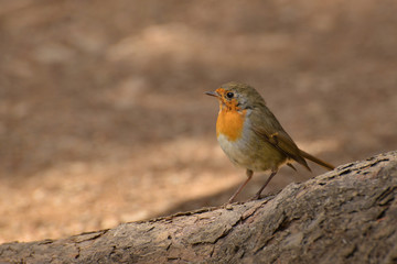 Small bird