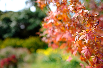 Japanese Red Maple