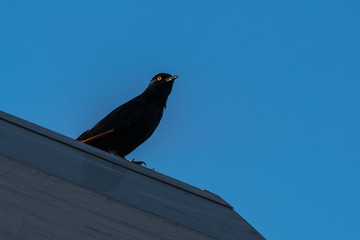 Bird in Namibia