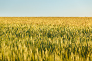 big field of many green young wheat on a sunny day