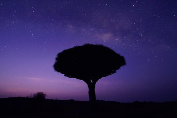 Dragon's Blood Tree in the daybreak in Socotra island, Yemen. 