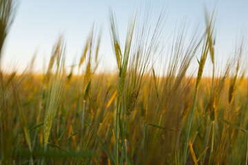 Obraz premium big field of many green young wheat on a sunny day