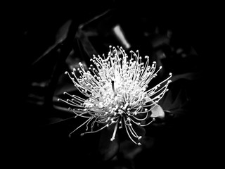 black and white flower
