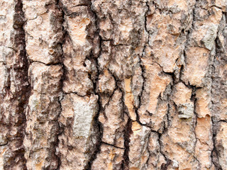 Tree bark surface Natural patterns created