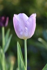 Blühende Tulpe (Tulipa)