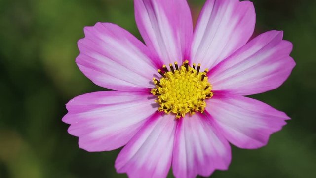Macro mexican aster or pink cosmos flower blooming in nature garden with light wind outdoor background