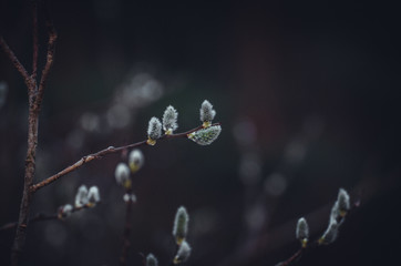 willow plant in dark colors © Сергей Болдырев