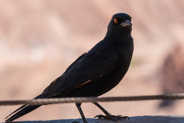 Bird in Namibia