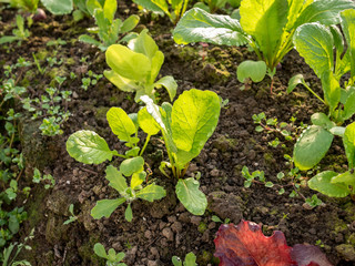 picture with the first spring greens in the greenhouse, the leaves are covered with dew drops