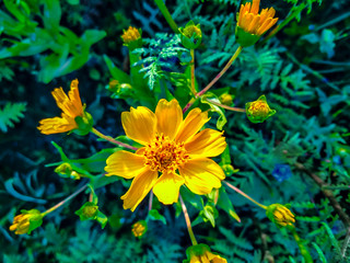 Yellow Flower on Summer Field.