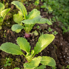 picture with the first spring greens in the greenhouse, the leaves are covered with dew drops