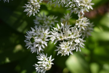 Blühender Bärlauch (Allium ursinum)