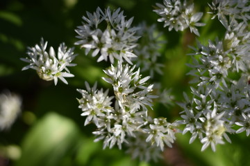 Blühender Bärlauch (Allium ursinum)