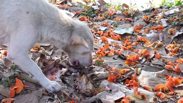 Mom dog eating  bone on the ground  with dried leaves and  butea monosperma flowers fallen from tree 	