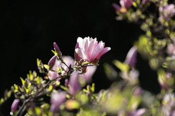 Beautiful blooming magnolia