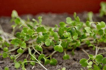 Microgreen. Young lettuce sprouts are microgreens. Healthy eating