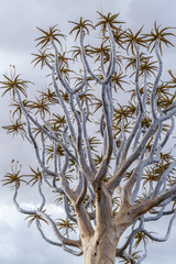 Quiver Tree Forest