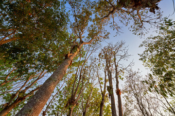 perspective forest with sun light in near evening skyline in chiang rai thailand