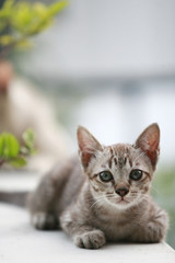 Naklejka na ściany i meble Young little gray cat portrait , at outdoor