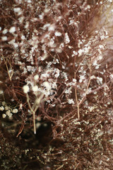 Dried flowers, dry twigs texture , soft blur wallpaper