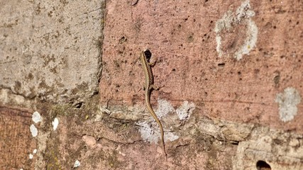 Mauereidechse
