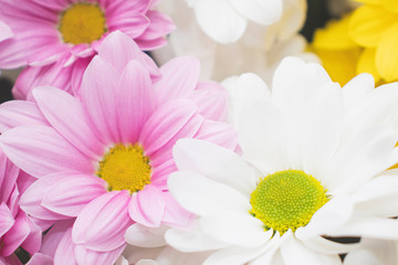 A bright bouquet of gerberas, creating a spring mood. The background of the multi-colored gerbera flowers.