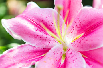 Closeup pink lily flower background, beauty of nature, spring season, outdoor day light
