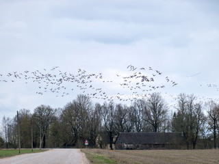 landscape with flying birds, bird migration in spring and autumn