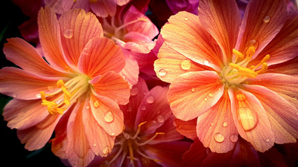 Beautiful orange flower amazing flowers