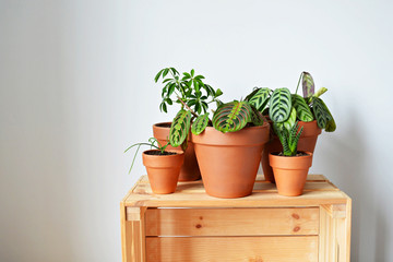 Green house plants in terracotta pots and wooden box over white 