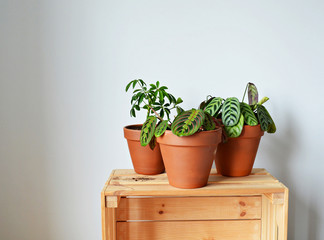 Green house plants in terracotta pots, soil and wooden box over white 