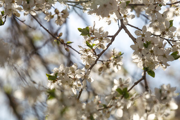 Blooming cherry plum spring flowers