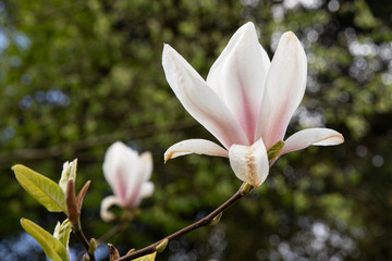 Magnolia Flower blooming in the spring