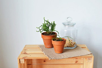 Green house plants in terracotta pots, glass jar with pins, kraft paper and wooden box over white 