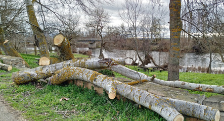 Freshly cut poplar wood on the banks of the river Tormes, Salamanca, Spain.