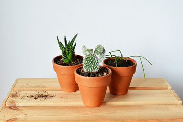 Succulents in terracotta pots, soil and wooden box over white 